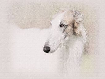 Produktbild: CALVENDO Puzzle Ein Motiv aus dem Kalender Windhunde 2017 | 1000 Teile Lege-Gr&ouml;&szlig;e 64x48cm Foto-Puzzle f&uuml;r gl&uuml;ckliche Stunden