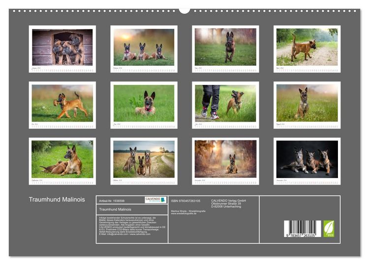 Produktbild: Traumhund Malinois (hochwertiger Premium Wandkalender 2026 DIN A2 quer), Kunstdruck in Hochglanz