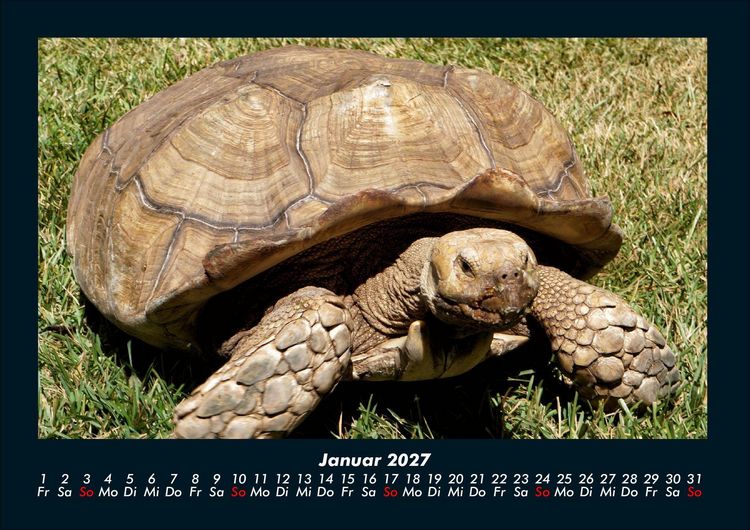 Produktbild: Schildkr&ouml;tenzauber 2027 Fotokalender DIN A4