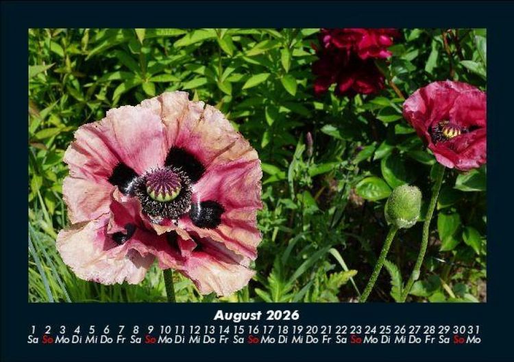 Produktbild: Blumenzauber 2026 Fotokalender DIN A5