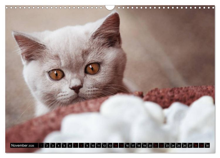 Produktbild: Niedliche BKH Katzenkinder (Wandkalender 2026 DIN A3 quer), CALVENDO Monatskalender