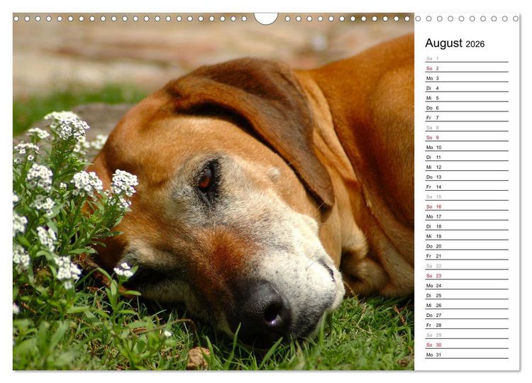 Produktbild: Rhodesian Ridgeback Terminkalender (Wandkalender 2026 DIN A3 quer), CALVENDO Monatskalender