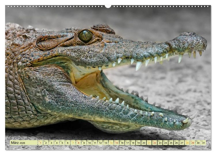 Produktbild: Urzeitreptilien - Krokodil (Wandkalender 2026 DIN A2 quer), CALVENDO Monatskalender