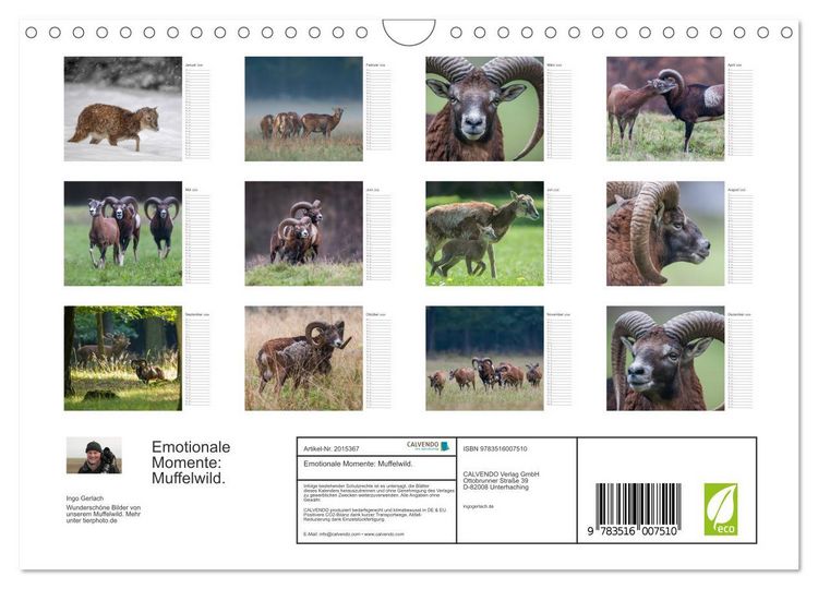Produktbild: Emotionale Momente: Muffelwild. (Wandkalender 2026 DIN A4 quer), CALVENDO Monatskalender