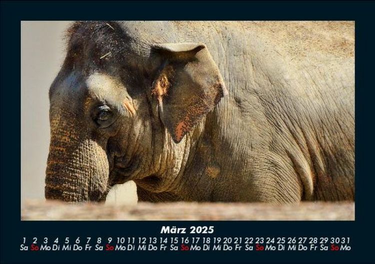 Produktbild: Elefanten - Die sanften Riesen Afrikas 2025 Fotokalender DIN A5