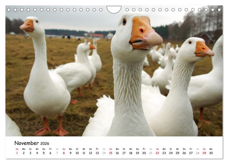Produktbild: Hans der Bauer und seine Tiere auf dem Bauernhof (Wandkalender 2026 DIN A4 quer), CALVENDO Monatskalender