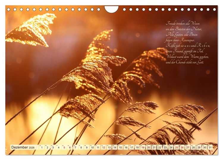 Produktbild: Sommergr&auml;ser (Wandkalender 2026 DIN A4 quer), CALVENDO Monatskalender