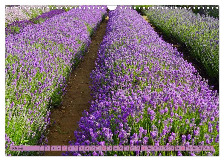 Produktbild: Farbzauber Lavendel (Wandkalender 2026 DIN A3 quer), CALVENDO Monatskalender
