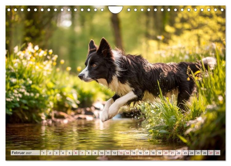 Produktbild: Border Collie - Magische Augenblicke (Wandkalender 2027 DIN A4 quer), CALVENDO Monatskalender