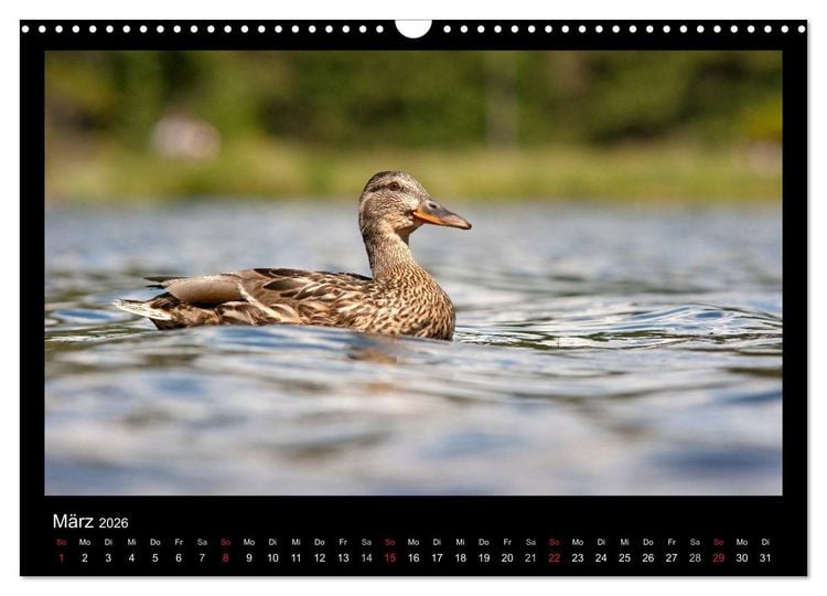 Produktbild: Natur erleben... (Wandkalender 2026 DIN A3 quer), CALVENDO Monatskalender