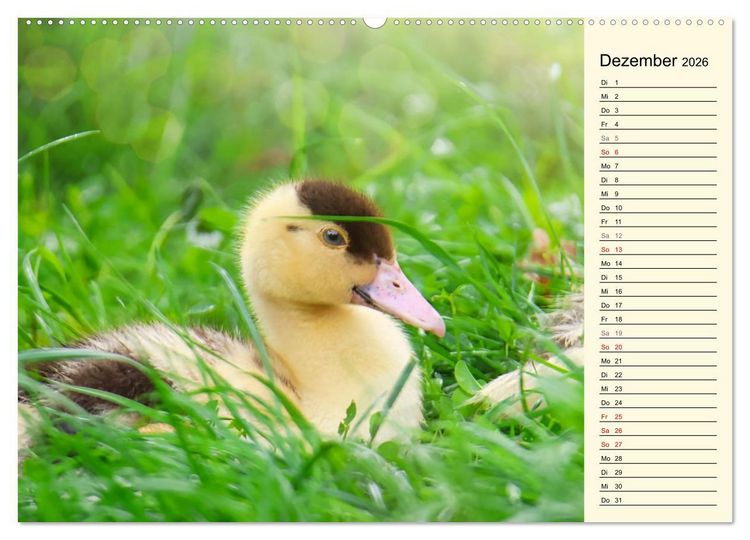 Produktbild: Entz&uuml;ckende Entenk&uuml;ken (Wandkalender 2026 DIN A2 quer), CALVENDO Monatskalender