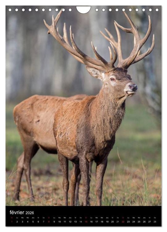 Produktbild: LE CERF EN FRANCE (Calendrier mural 2026 DIN A4 horizontal), CALVENDO calendrier mensuel