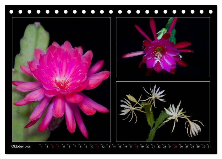 Produktbild: Epiphyllum-Hybriden (Tischkalender 2026 DIN A5 quer), CALVENDO Monatskalender