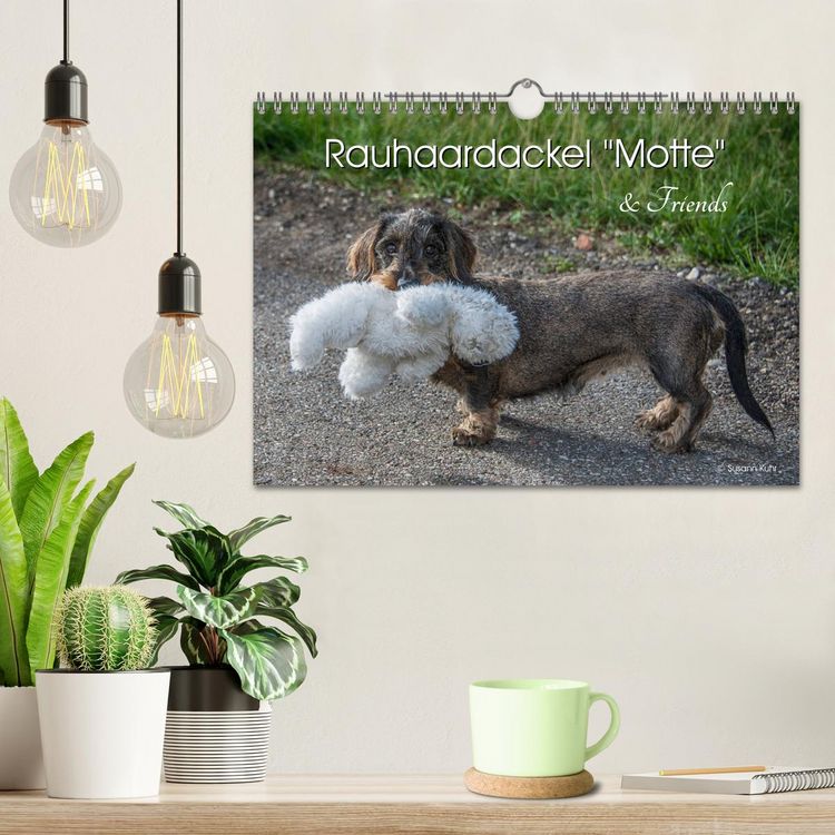 Produktbild: Rauhaardackel Motte & Friends (Wandkalender 2026 DIN A4 quer), CALVENDO Monatskalender