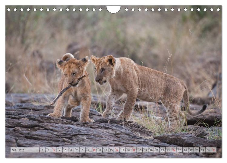 Produktbild: Emotionale Momente: Liebenswerte L&ouml;wenbabys / CH-Version (Wandkalender 2026 DIN A4 quer), CALVENDO Monatskalender