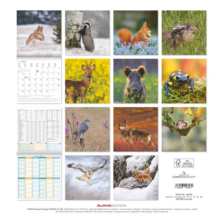 Geheimnisvolles Waldleben 2026 - Broschürenkalender 30x30 cm (30x60 geöffnet) - Kalender mit Platz für Notizen - Forest Animals - Bildkalender - Wandk