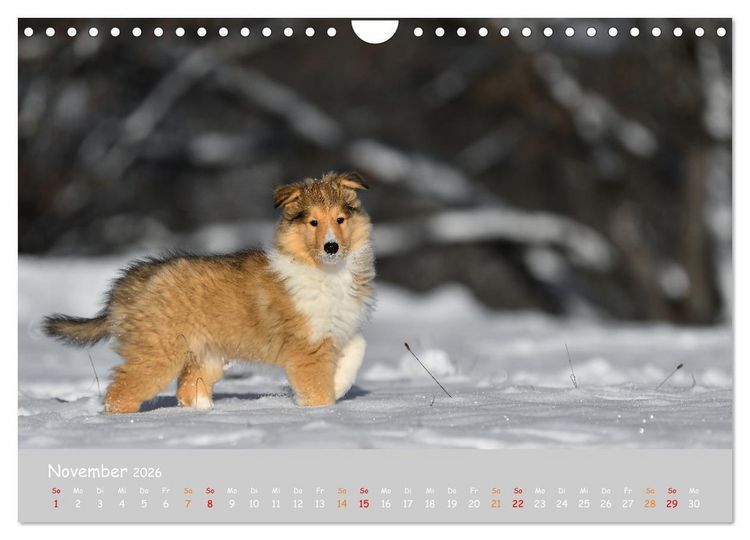 Produktbild: Collie Welpen im Schnee (Wandkalender 2026 DIN A4 quer), CALVENDO Monatskalender