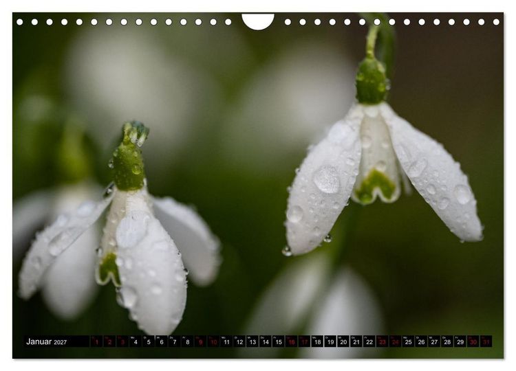 Produktbild: Fr&uuml;hlingsbl&uuml;her - Farbenpracht nach dem Winter (Wandkalender 2027 DIN A4 quer), CALVENDO Monatskalender