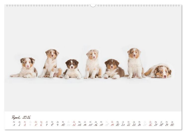 Produktbild: Wunderbare Australian Shepherds (Wandkalender 2026 DIN A2 quer), CALVENDO Monatskalender