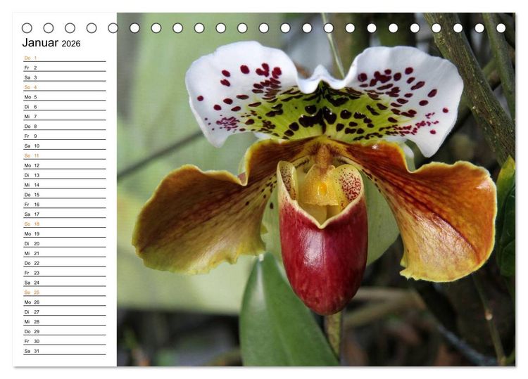 Produktbild: Prachtvolle Orchideen (Tischkalender 2026 DIN A5 quer), CALVENDO Monatskalender