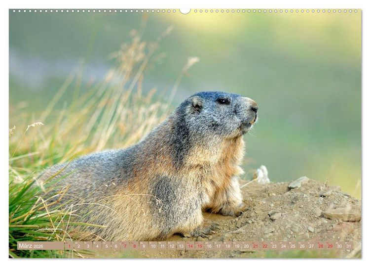 Produktbild: Alpenmurmeltiere in freier Wildbahn (Wandkalender 2026 DIN A2 quer), CALVENDO Monatskalender