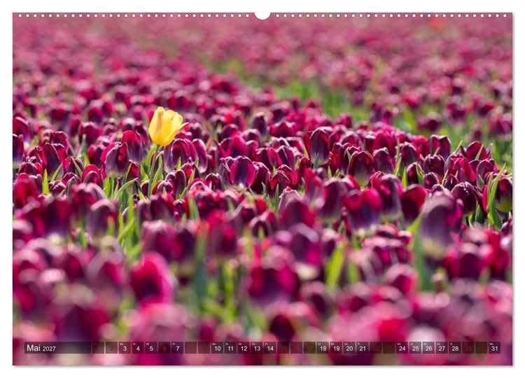 Produktbild: Tulpen - Hollands Stolz (Wandkalender 2027 DIN A2 quer), CALVENDO Monatskalender
