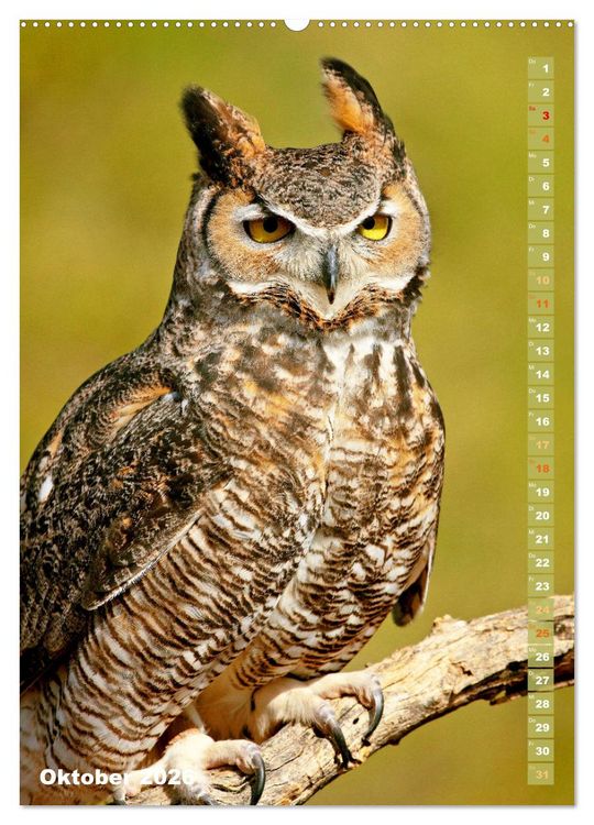 Produktbild: Eulen: In die Augen geschaut (hochwertiger Premium Wandkalender 2026 DIN A2 hoch), Kunstdruck in Hochglanz