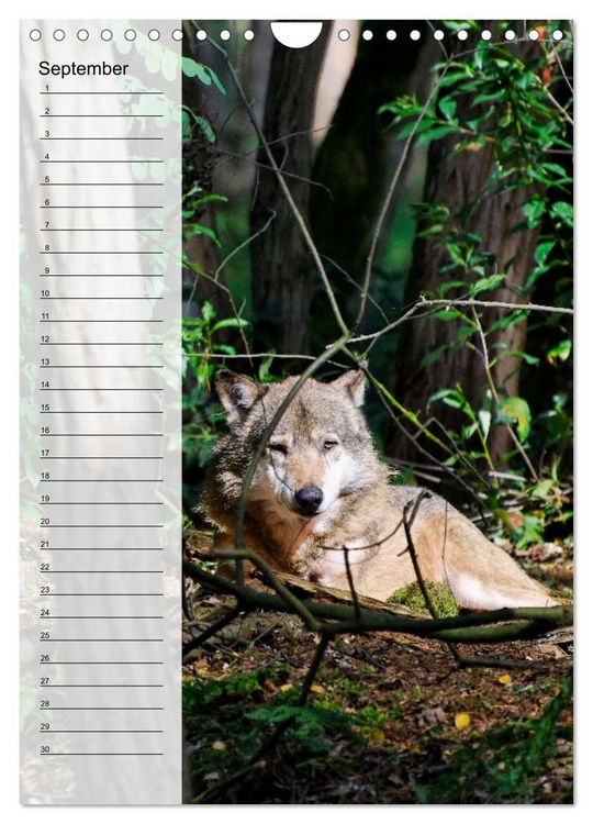 Produktbild: Der Wolf - Isegrim in den heimischen W&auml;ldern - Kalender 2026 (Wandkalender 2026 DIN A4 hoch), CALVENDO Monatskalender