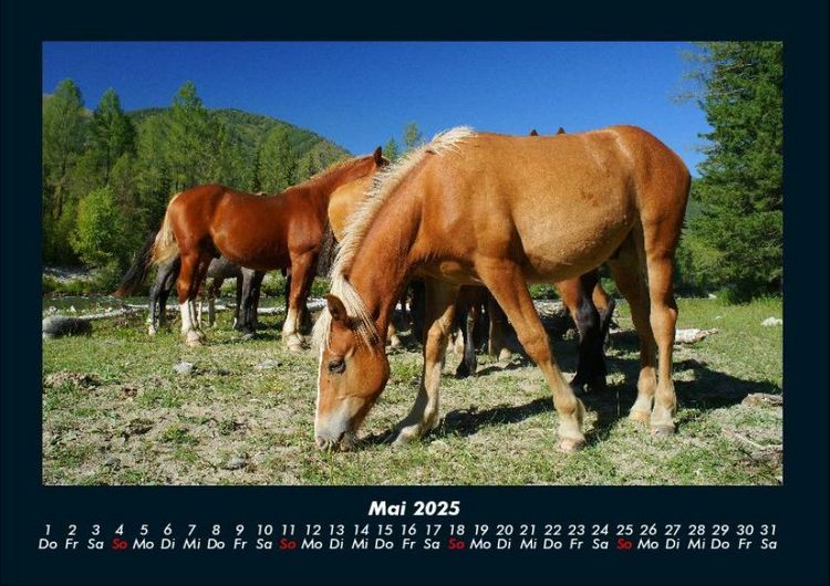 Produktbild: Die Welt der Pferde 2025 Fotokalender DIN A4