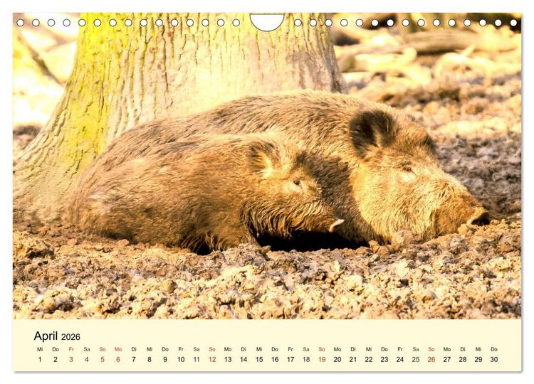 Produktbild: Scheue Wildtiere in heimischen W&auml;ldern und Bergen (Wandkalender 2026 DIN A4 quer), CALVENDO Monatskalender
