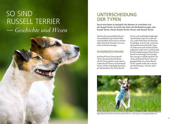 Dog Parson Jack Russell Terrier Im Tierheim Parson Jack Russell
