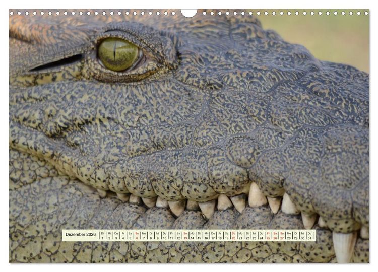 Produktbild: Reptilien des s&uuml;dlichen Afrikas (Wandkalender 2026 DIN A3 quer), CALVENDO Monatskalender