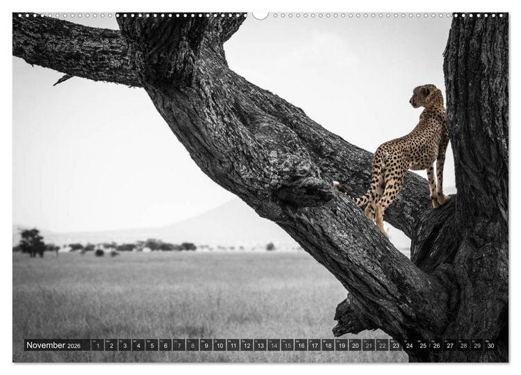 Produktbild: spotlight tansania (hochwertiger Premium Wandkalender 2026 DIN A2 quer), Kunstdruck in Hochglanz