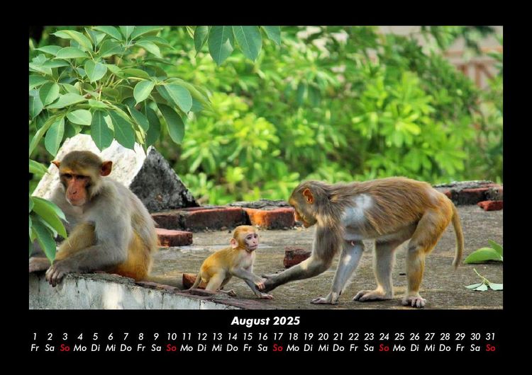 Produktbild: Affen 2025 Fotokalender DIN A3