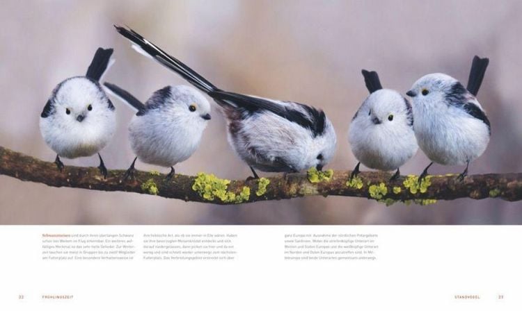 Produktbild: Ein Garten voller V&ouml;gel
