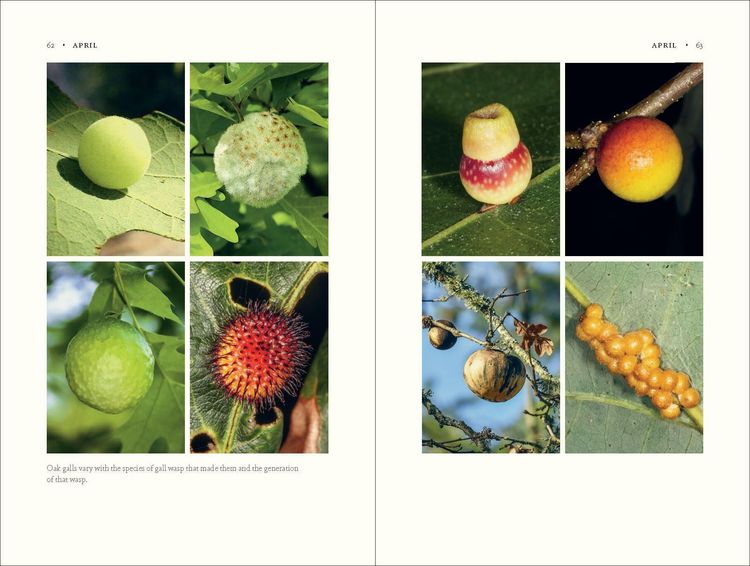 Produktbild: The Nature of Oaks