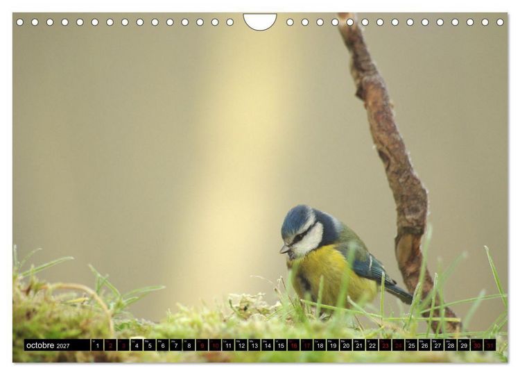 Produktbild: M&eacute;sanges bleues (Calendrier mural 2027 DIN A4 vertical), CALVENDO calendrier mensuel