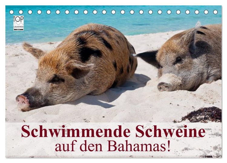 Produktbild: Schwimmende Schweine auf den Bahamas! (Tischkalender 2026 DIN A5 quer), CALVENDO Monatskalender