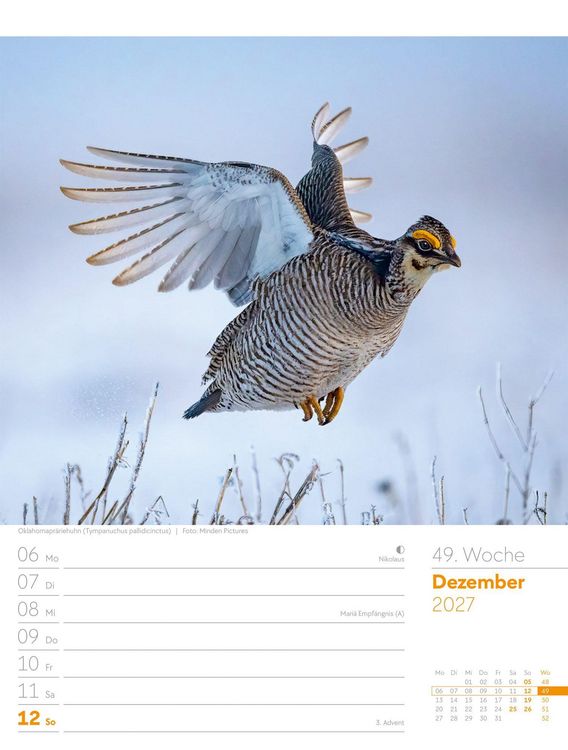 Produktbild: V&ouml;gel Wochenplaner Kalender 2027