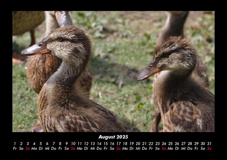 Produktbild: Enten 2025 Fotokalender DIN A3