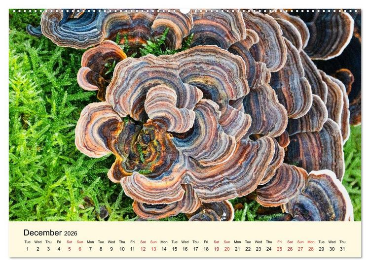 Produktbild: Whispers Beneath the Forest's Moss Mushrooms (Wall Calendar 2026 DIN A2 landscape), CALVENDO 12 Month Wall Calendar