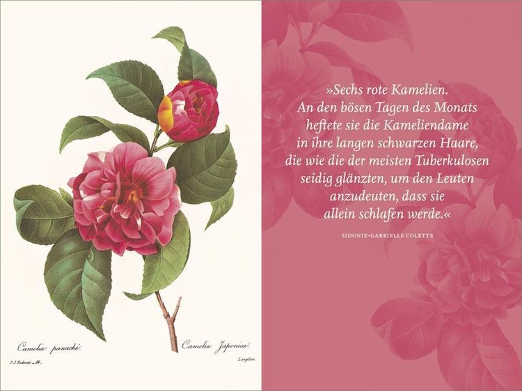 Produktbild: Die Blumen der Frauen