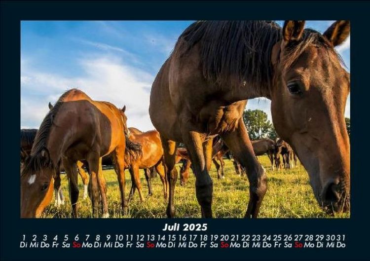 Produktbild: Pferdetraum 2025 Fotokalender DIN A5
