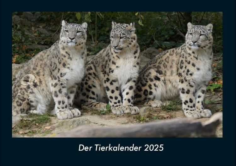 Produktbild: Der Tierkalender 2025 Fotokalender DIN A4