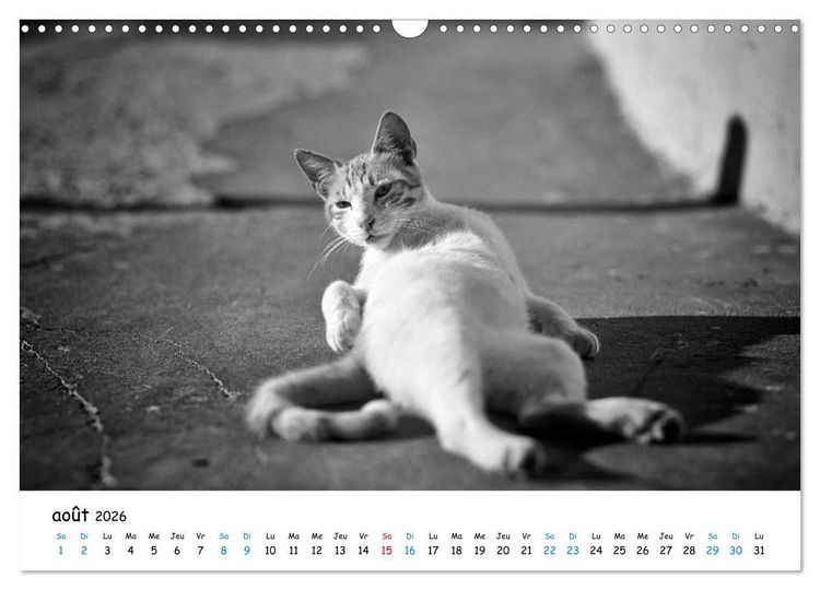 Produktbild: Chats de Santorin - Les princes d'Oia en noir et blanc (Calendrier mural 2026 DIN A3 vertical), CALVENDO calendrier mensuel