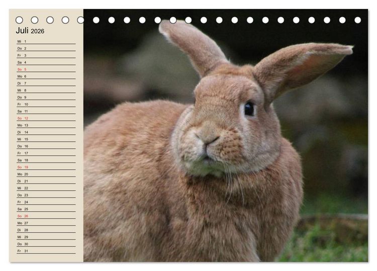 Produktbild: Kaninchen und Hasen (Tischkalender 2026 DIN A5 quer), CALVENDO Monatskalender