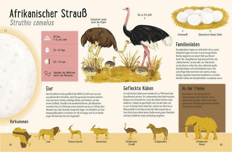 Produktbild: Frisch geschl&uuml;pft! - Tiere und ihre Eier