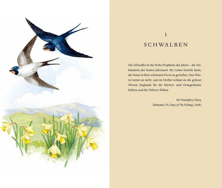 Produktbild: &Uuml;ber die Schwalbe