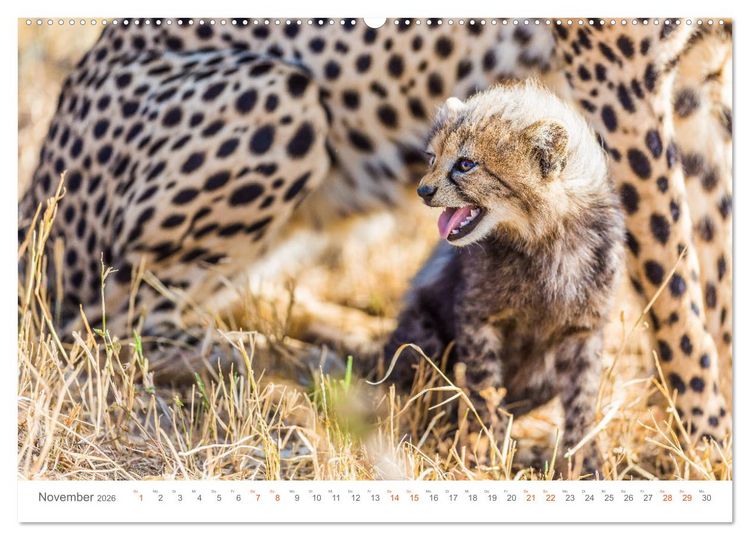 Produktbild: Safari Kenia (hochwertiger Premium Wandkalender 2026 DIN A2 quer), Kunstdruck in Hochglanz