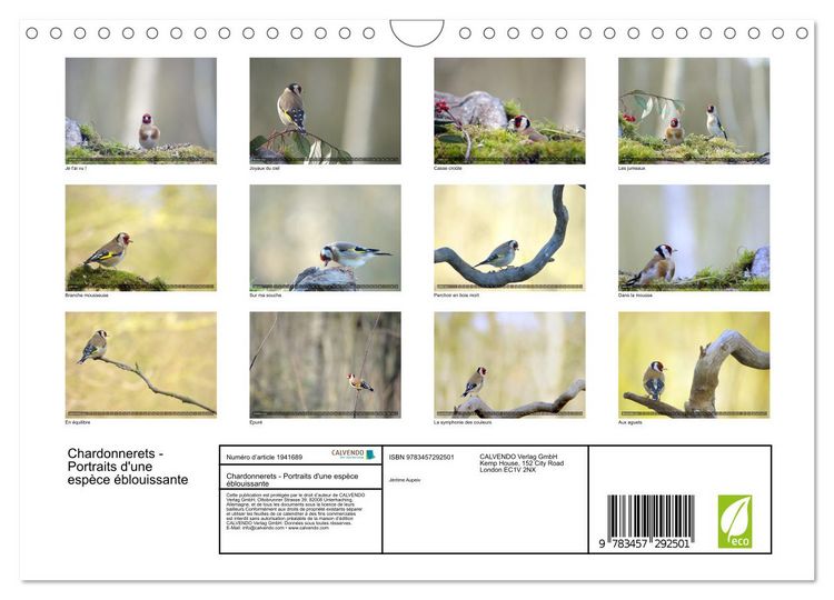 Produktbild: Chardonnerets - Portraits d'une esp&egrave;ce &eacute;blouissante (Calendrier mural 2026 DIN A4 vertical), CALVENDO calendrier mensuel